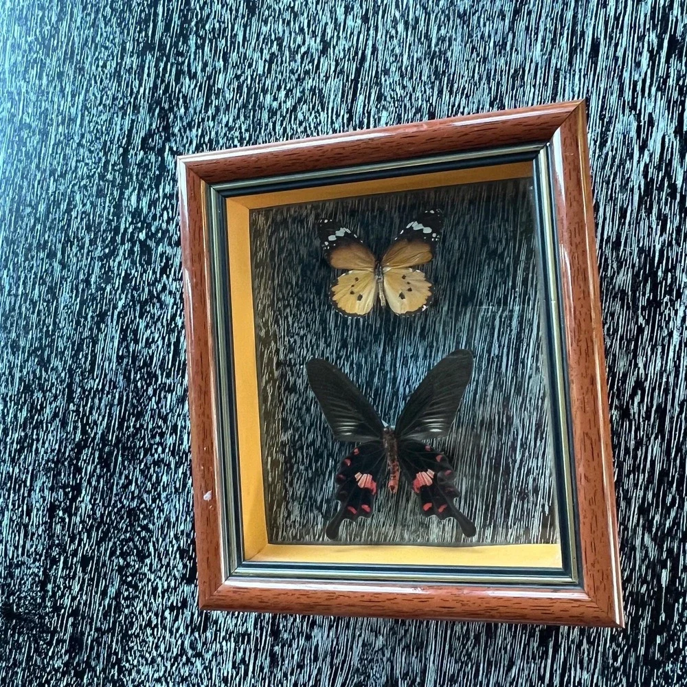 Vintage butterflies framed in shadow box‎